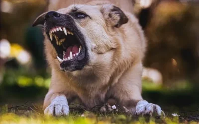 The Most Common Injuries Resulting From Dog Bites