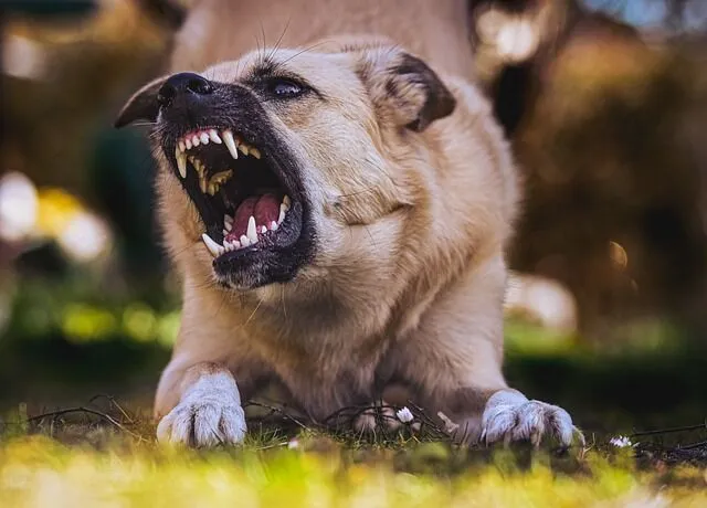 Dog Bite Injury Attorney – Michael J. Brennan Aggressive dog snarling with teeth exposed outdoors
