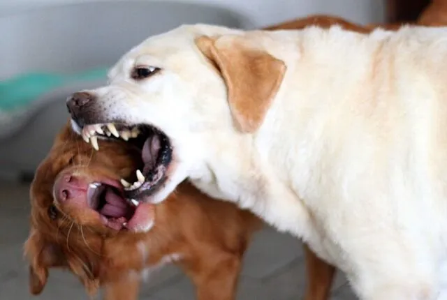 Dog Bite Injury Attorney - Michael J. Brennan