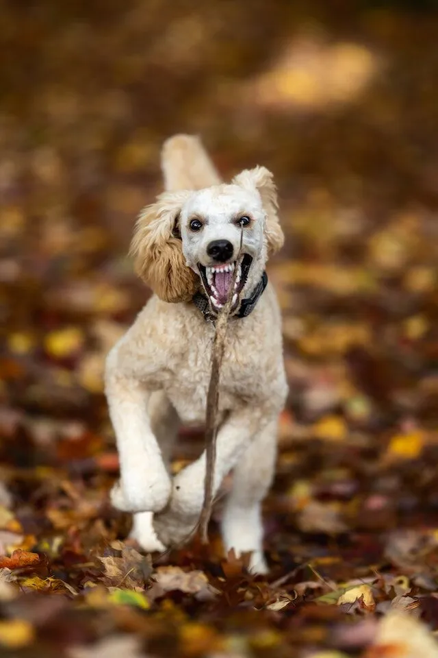pexels-skyler-ewing-9958357 What To Expect During A Dog Bite Lawsuit