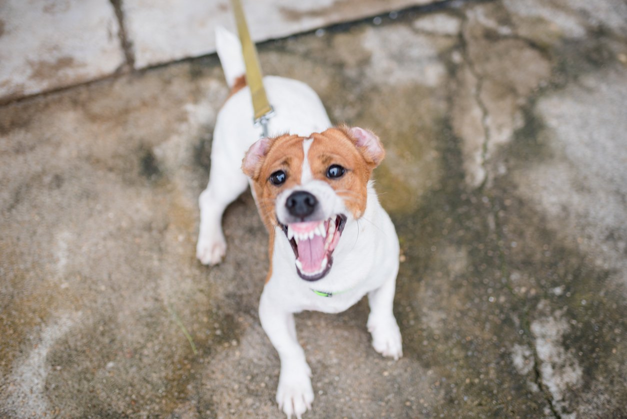 Dog Bite Injury Attorney - Michael J. Brennan